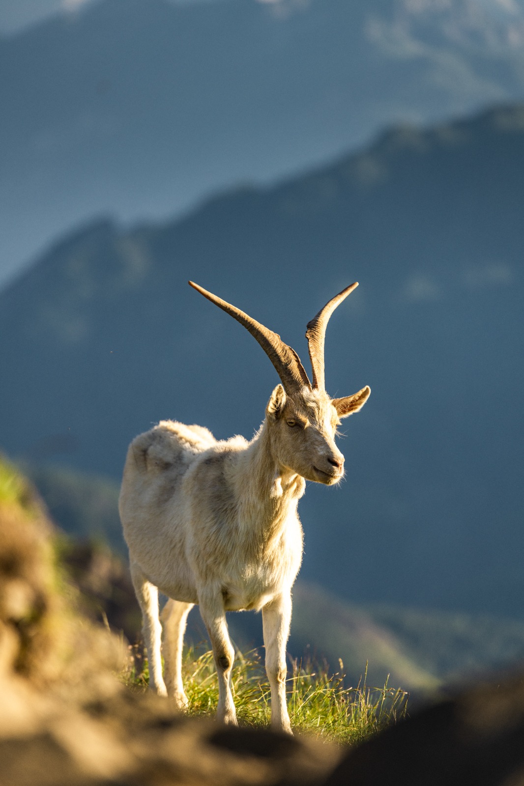GoatShield Series veterinary hygiene product packaging